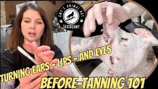 Before-Tanning 101: TURNING Ears, Lips, and Eyes on a pelt for taxidermy