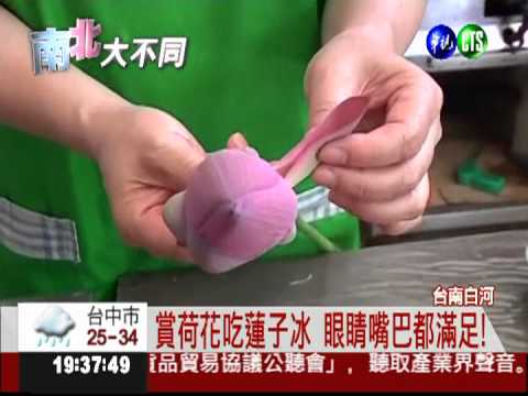 能看也能吃! 白河荷花美景好迷人