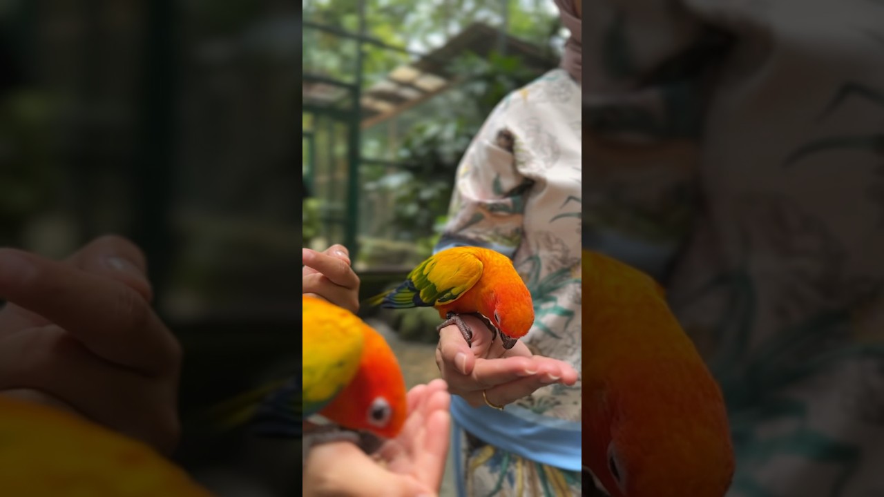 YouTube Short thumbnail