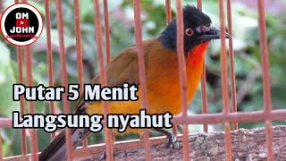 Download lagu Kutilang emas Suara jernih dan Gacor...cocok untuk pancingan mp3 Download lagu Kutilang emas Suara jernih dan Gacor...cocok untuk pancingan mp3