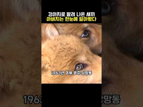 5일장에서 강아지인 줄 알고 샀는데... 알고 보니 한국 마지막 늑대?