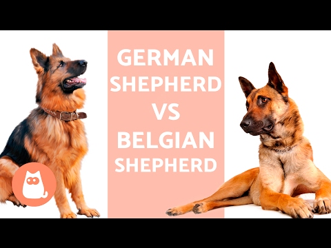 Differences Between German Shepherd and Belgian Shepherd Dogs - Breed Comparison