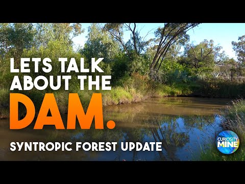 Why is there a Dam? Syntropic Garden Q&A with Rebel & Thiago @ Lightning Ridge
