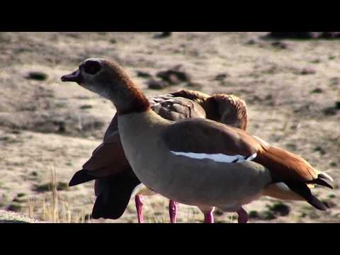 Djuma: Egyptian Goose pair - 06:55 - 10/19/18