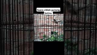 Download lagu CIGUN Betina memanggil Jantan menaikkan birahi pancingan ciblek gunung belajar bunyi #suaraciblek mp3 Download lagu CIGUN Betina memanggil Jantan menaikkan birahi pancingan ciblek gunung belajar bunyi #suaraciblek mp3