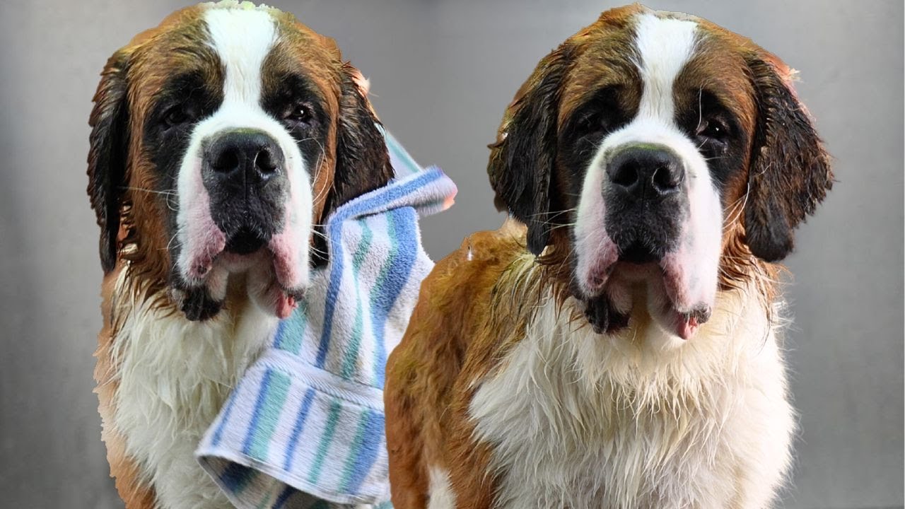 St. Bernard Sent Home From Salon Within 5 Minutes | Owner Helps Me With Huge Difficult Dog