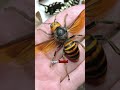 The most venomous insects on the planet 🐜☠️