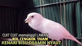Download lagu kenari gacor panjang Cuit Cuit EMOSI, Pancingan Kenari Paud Belajar Bunyi, terapi AMPUH Kenari MACET mp3