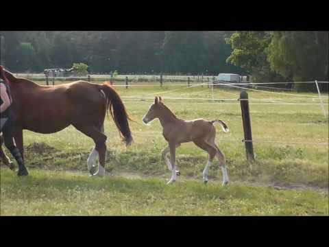 Hengstfohlen vom Borsalino