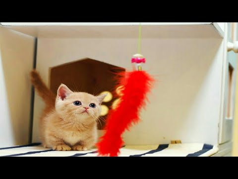 Sweet baby cat  very  nice