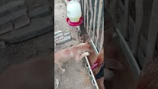 Download lagu anjing miki suka pakan ayam?? #anjing #peliharaan #lucu #shorts mp3