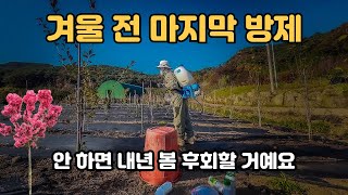 겨울이 오기전 마지막 살충제•살균제 방제! 이 거 안 하면? ????