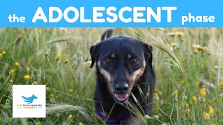 THE ADOLESCENT PHASE | DOG BEHAVIOUR