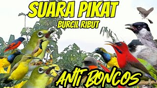 Download lagu SUARA PIKAT BURCIL RIBUT KEJEPIT PALING AMPUH mp3