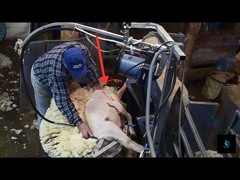 Modern Robotic Sheep Care – Shearing, Cleaning, and Milking at High Speed