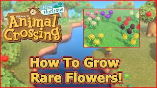 How to Grow Rare Flowers! - Gardening Explained - Animal Crossing: New Horizons Tips & Tricks