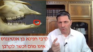 8 דקות דאף - בחורוס דף 39 מאת ר' אלי סטפנסקי