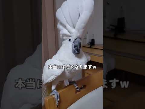 アオアオオウム - 定義