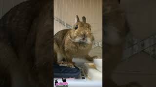 🐇お皿に前足を添えて「これ、私のご飯」