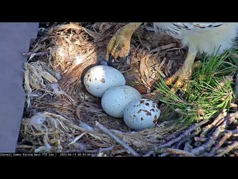 Red-tailed Hawk Eggs Lined Up In A Row! – April 15, 2020