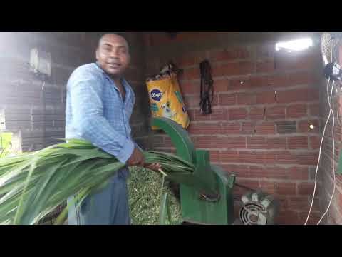 Testando forrageira DPM2