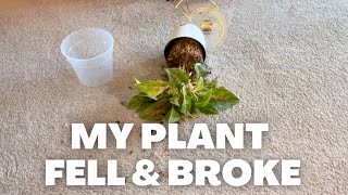 Plant Chores | Plant Updates, Repotting and Propagations