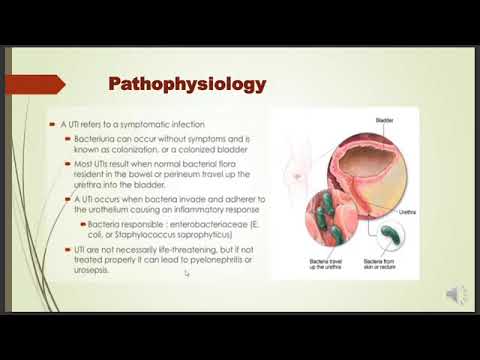 CBL1 UTI (Urology) RENAL 41