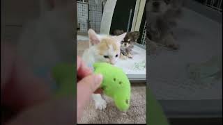 #チワワ #いぬ #ねこ #可愛い #元気になる動画 #いぬのいる生活 #癒し #犬 #癒し動画