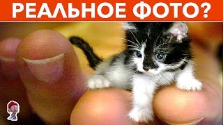 12 ФАКТОВ О КОШКАХ, В КОТОРЫЕ НЕВОЗМОЖНО ПОВЕРИТЬ