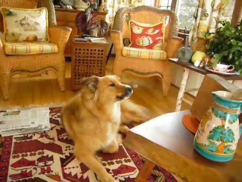 Adorable dog singing to movie open