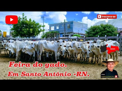FEIRA DO GADO DE SANTO ANTÔNIO - RN, BEZERRADA COM PRECOCIDADE.✅22/11/2025✅