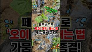 비닐 속 오이에 '이것' 꽂았더니 대박 났습니다! #shorts  #오이키우기
