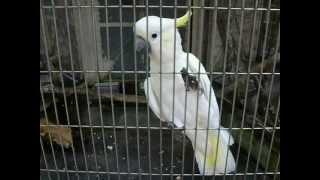 preview picture of video '夢見ヶ崎動物公園～コバタン / Lesser Sulphur-crested Cockatoo'