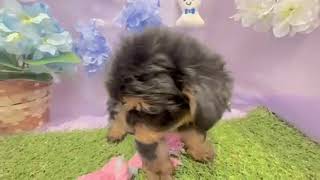 ハーフ犬の動画01