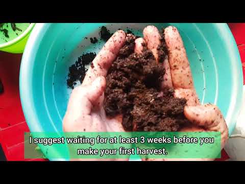 How to HARVEST VERMICOMPOST and COLLECT COCOONS Vermicomposting Learning Kit by Happy Green Thumb