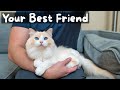 Pros and Cons of Owning a Ragdoll Cat | The Cat Butler