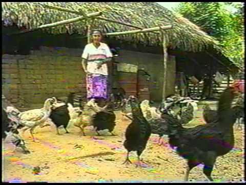 Juan Farfan - Hombre de mil Caminos. Audio Remasterizado