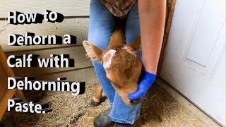 How to Dehorn a Calf with Dehorning Paste.