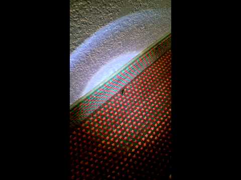 Days INN Luray Shenadoah  Beetle infestation