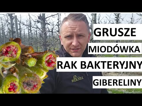 Grusze: rak bakteryjny, miodówka i... gibereliny