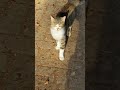 Grey Striped Cat Meowing Meow