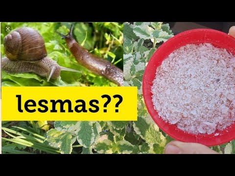 , title : 'ACABE COM LESMAS EM 1 MINUTO!! 🔝Como não sabia disso antes?'