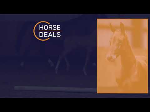 Horsedeals Princess Wonderful 