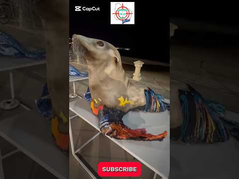 La mira en las esculturas “Lobos Art Punta “ en #piriapolis #uruguay #2026 #shorts #maldonado #arte