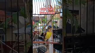 Download lagu korlap gacor suara alam cuit cuit panggilan Kolibri kelapa jantan #kicaumania #burcil #kolibrikelapa mp3