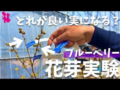園芸 子羊の四分の一、白いアネリン、太った鶏、ドラゲリン、セヌース、ブドウ収穫者の草