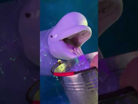 Le Cose Più Divertenti Delle Beluga