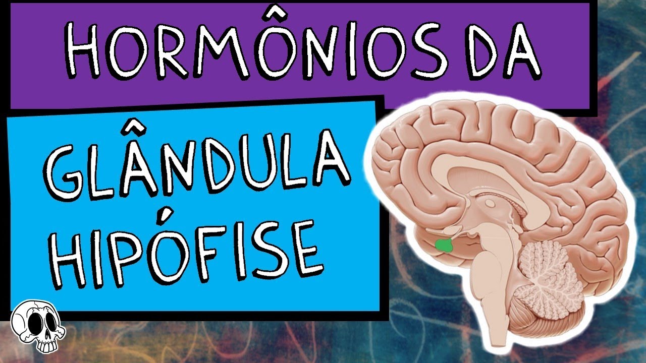 Sistema endócrino - Hormônios da Glândula Hipófise