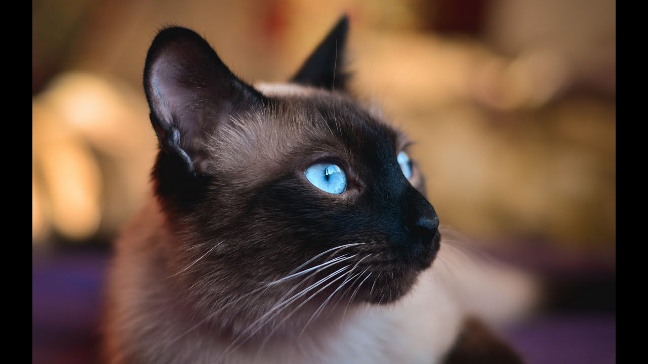A Collection of Siamese Cat Wallpapers with Siamese Cat Meows Sound