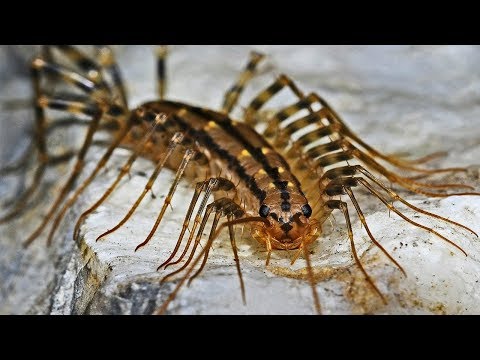 Why You Should Leave House Centipedes Alone